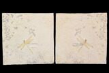 Fossil Dragonfly With Coprolite (Pos/Neg) - Germany #92469-2
